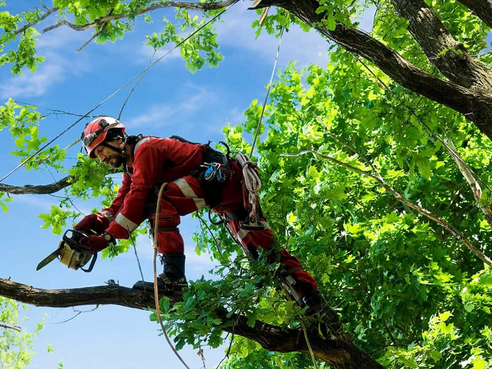 Lumberjack Tree Service founder