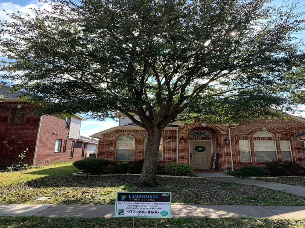 Completed tree work by Lumberjack Tree Service