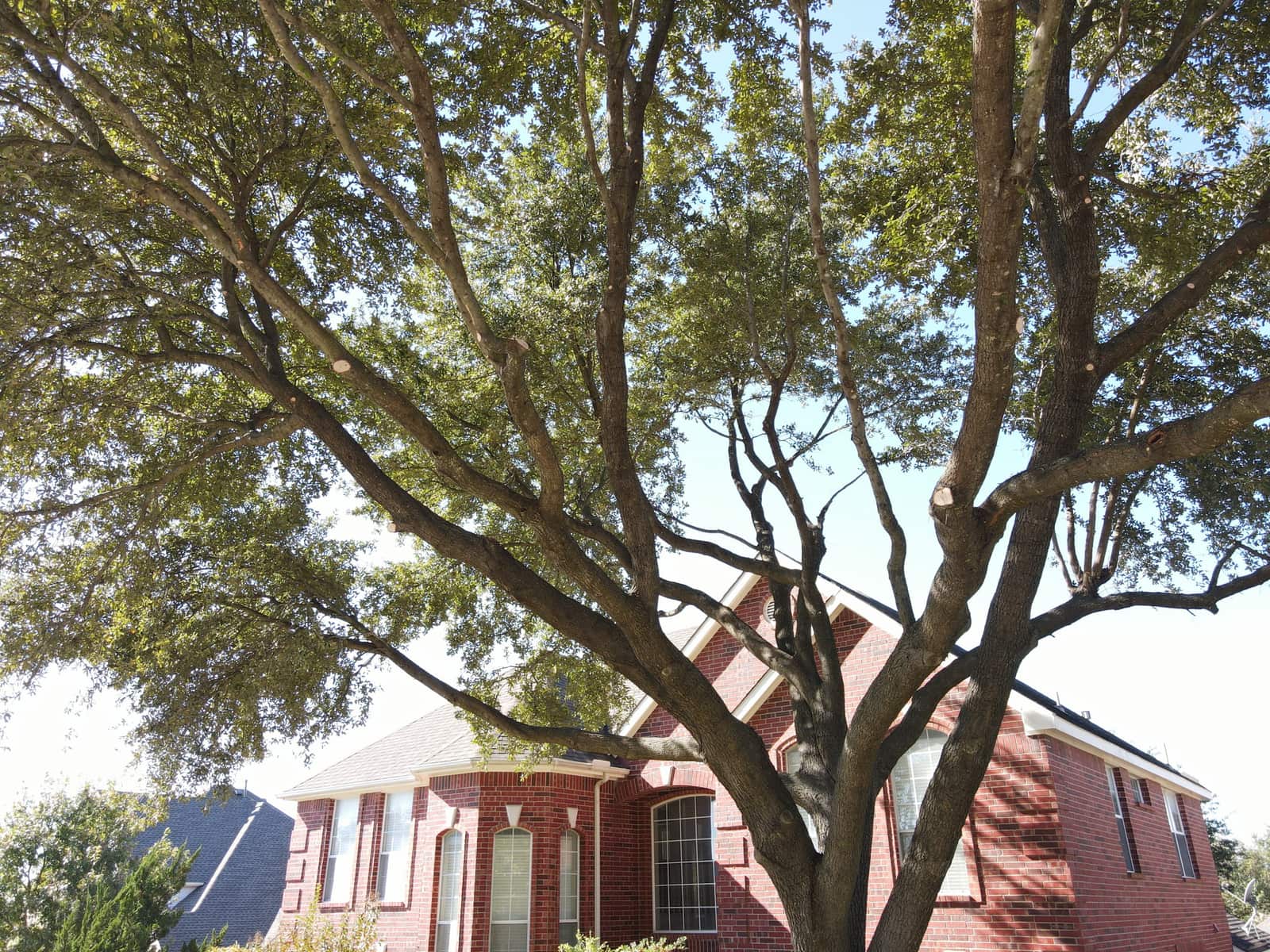 Tree work gallery
