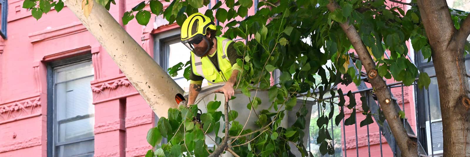 Certified arborist consultation