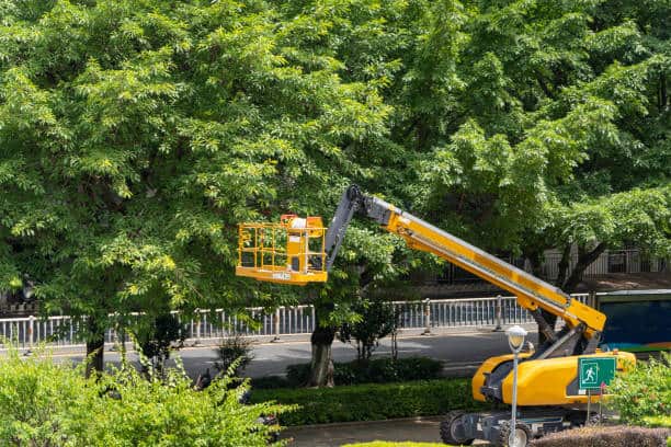 Tree disease diagnosis and treatment