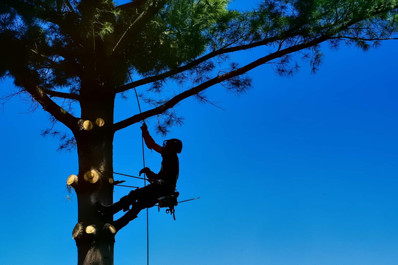 Tree cabling structural support