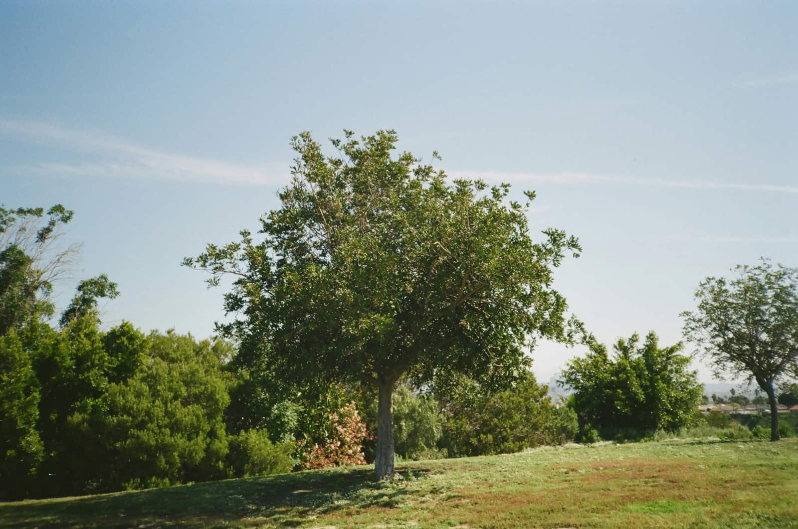 Tree sales and planting