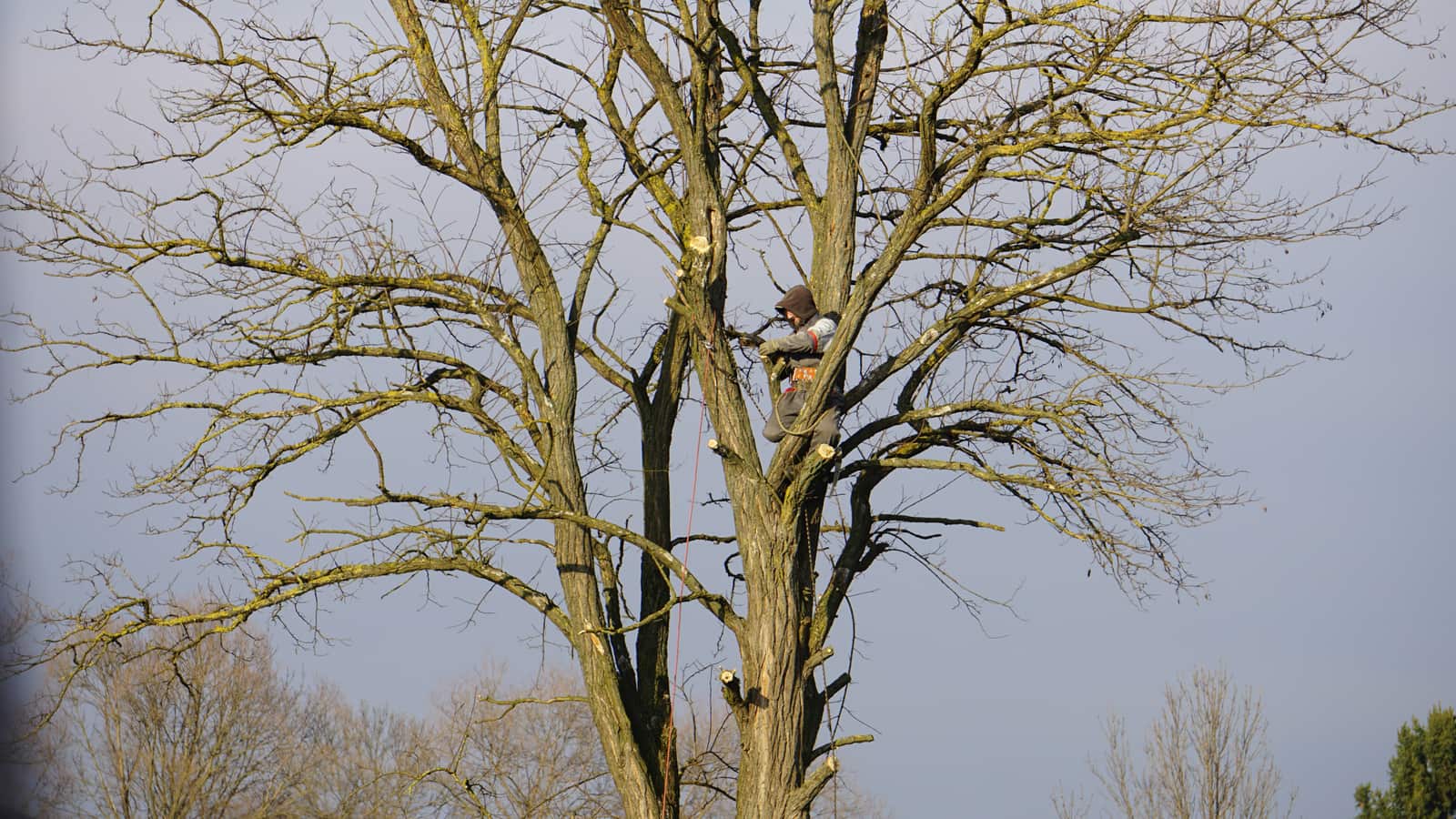 Tree pruning and trimming by Lumberjack Tree Service