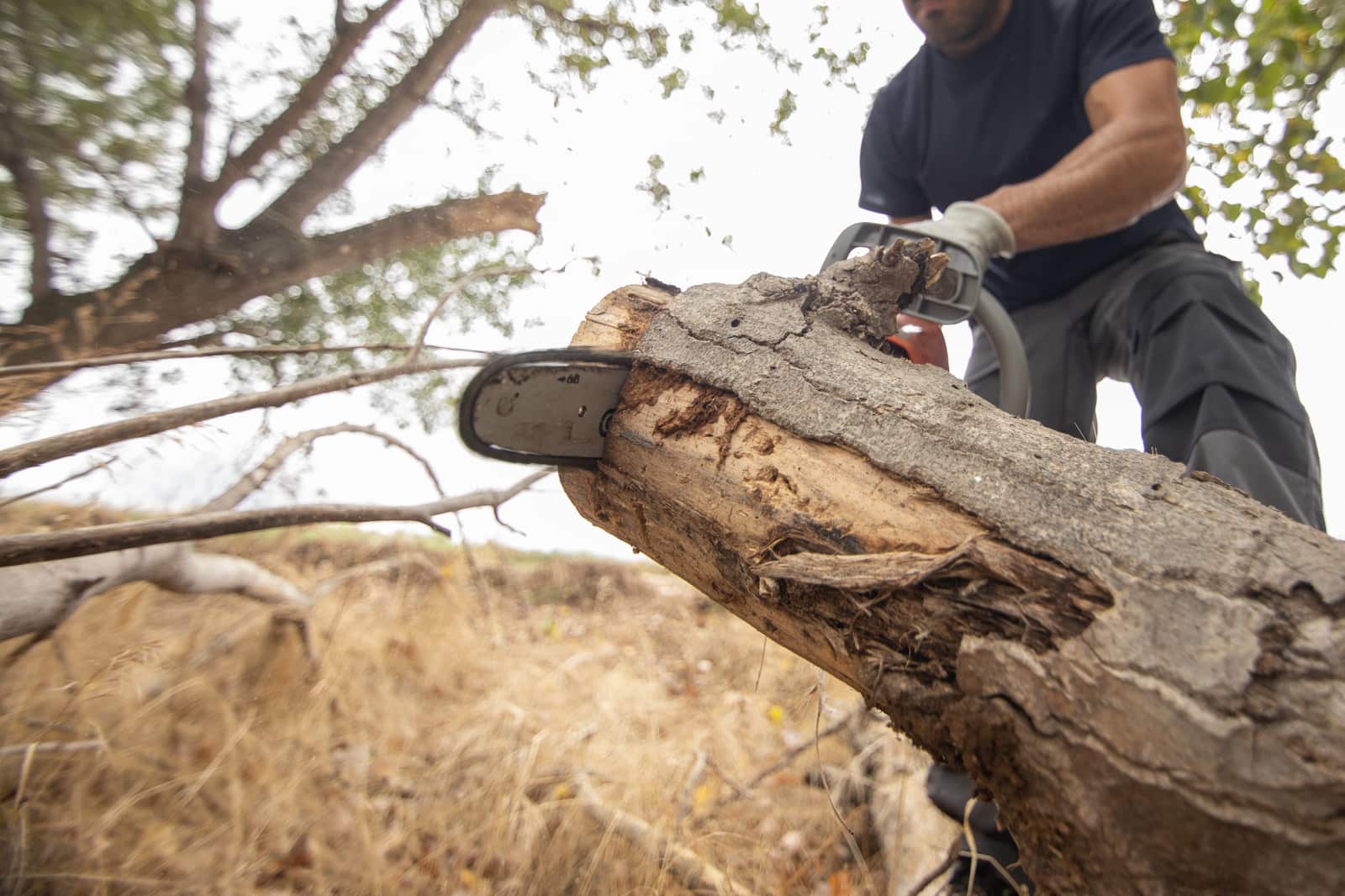 Tree removal in Dallas
