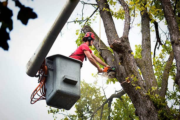 Tree treatment and deep root fertilization
